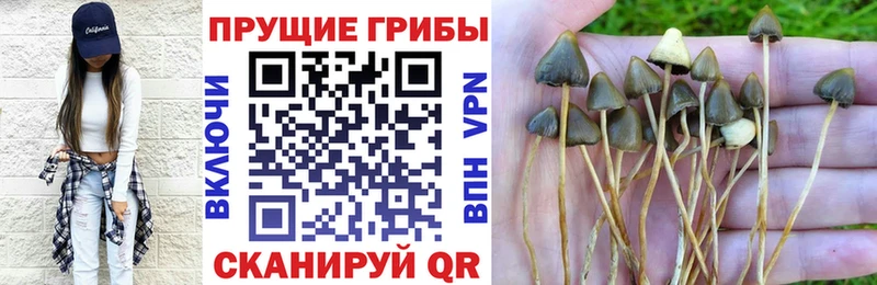 OMG как зайти  Светлогорск  Псилоцибиновые грибы Psilocybe  наркотики 